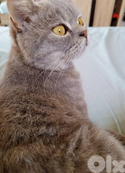 British shorthair