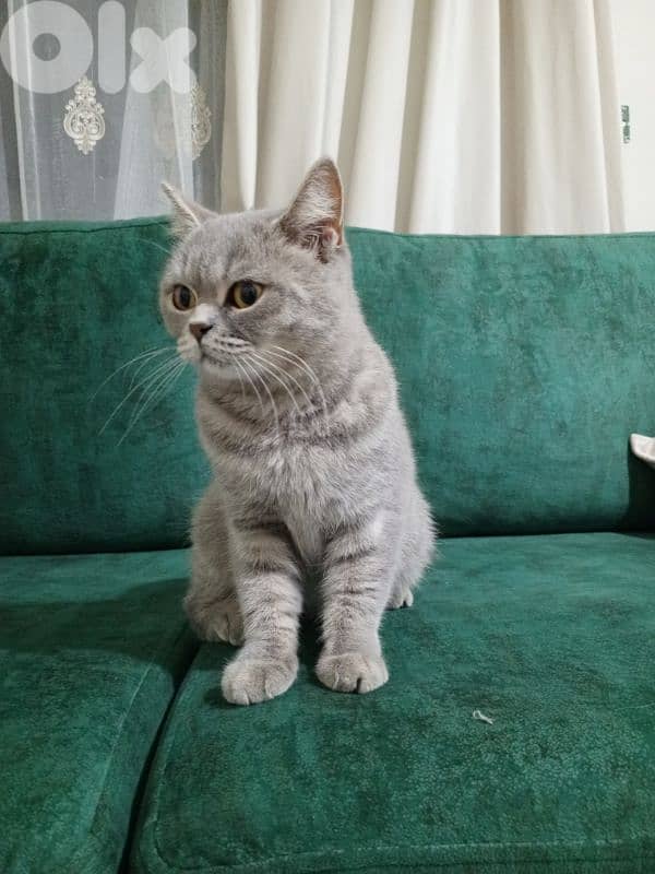 British shorthair 1