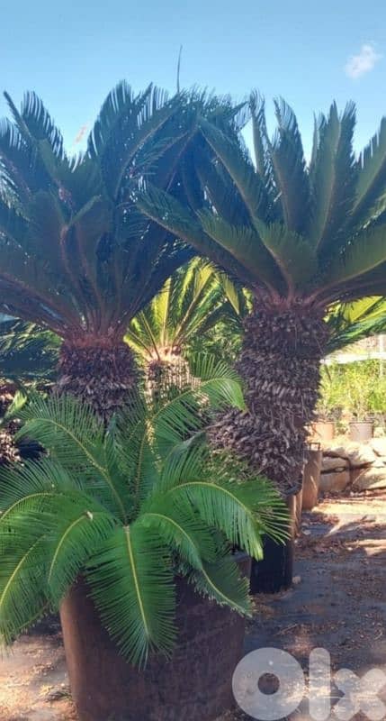 cycas نخيل سيكا جزعين 0