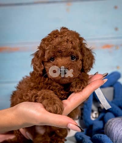 Adorable Toy Poodle Red Brown dark color available in store & delivery