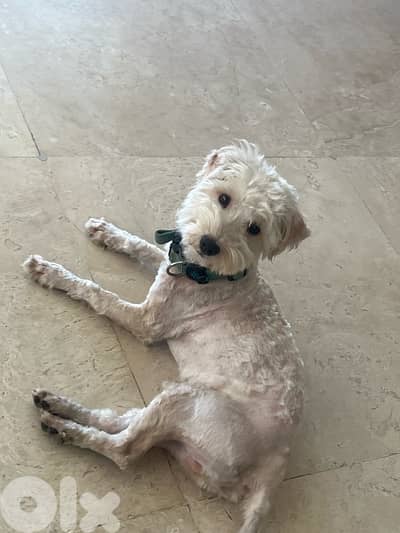 maltipoo