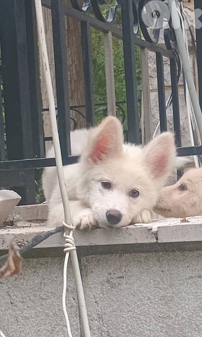 Swiss Shepherd