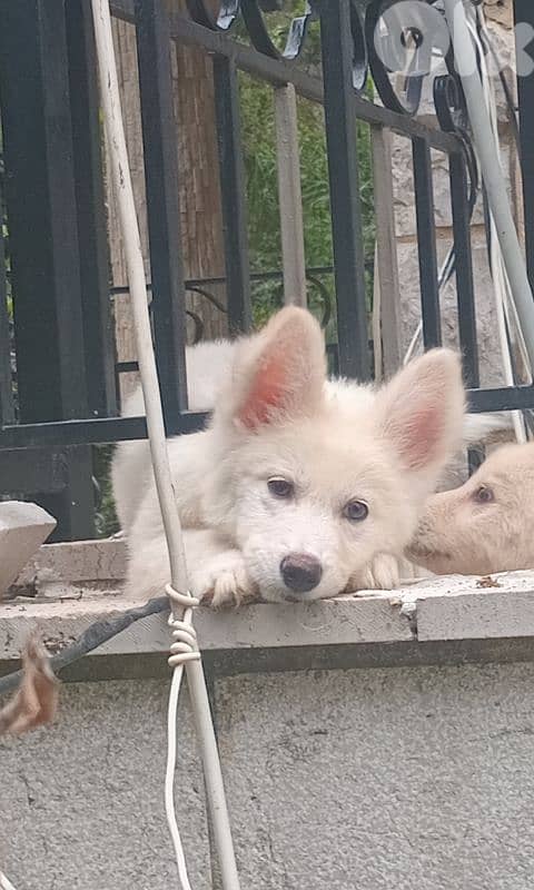 Swiss Shepherd 0