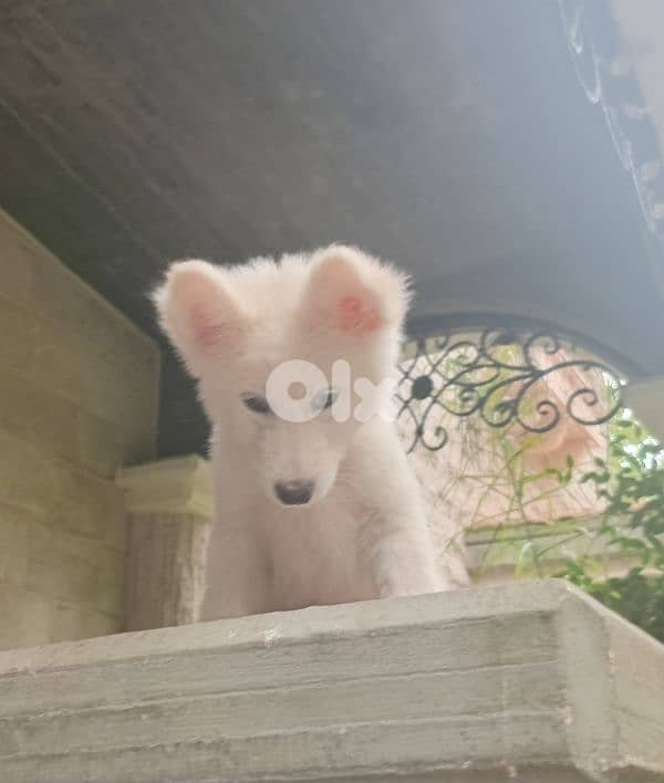 Swiss Shepherd 2