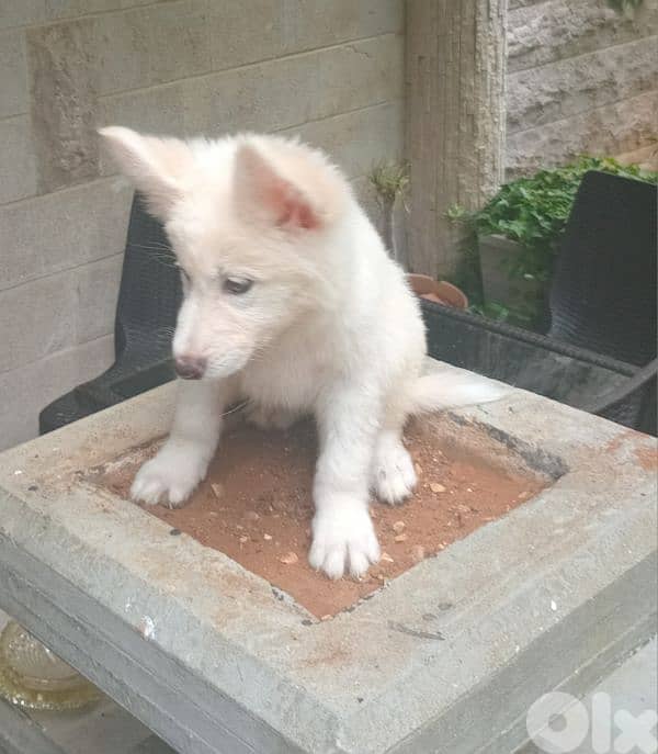 Swiss Shepherd 3