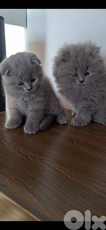 british shorthair scottish fold for sale
