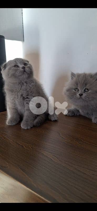 british shorthair scottish fold for sale 1