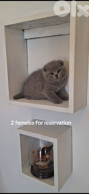british shorthair scottish fold for sale 6