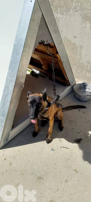 Belgian malinois for sale