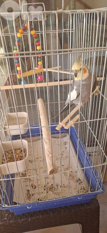 cockatiel