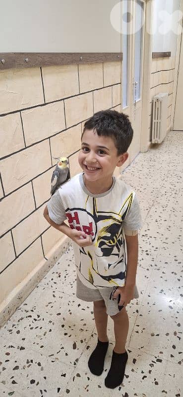 cockatiel 1