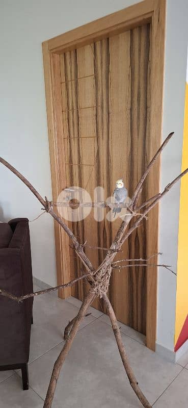 cockatiel 2