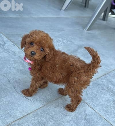 Toy Poodle