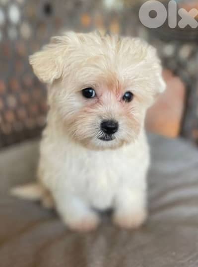 Maltipoo puppies available males and females