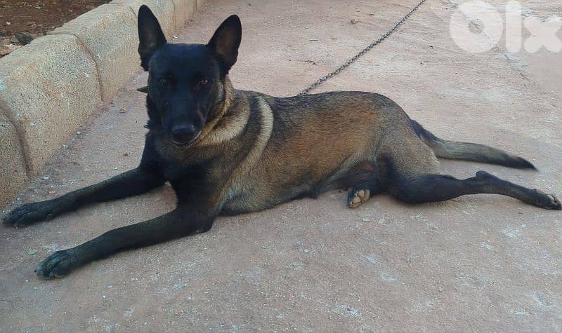 Female malinois full black mask 0