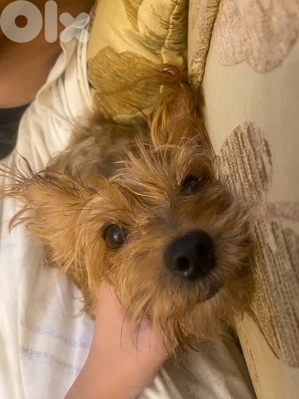 Dog for Adoption 3