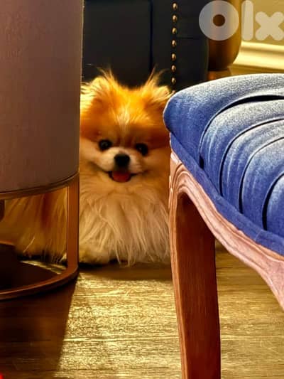 Pomeranian toy face teacup vaccines 70993656