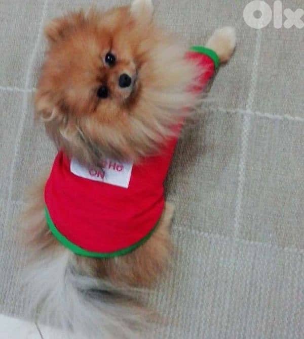 Pomeranian toy face teacup vaccines 70993656 1