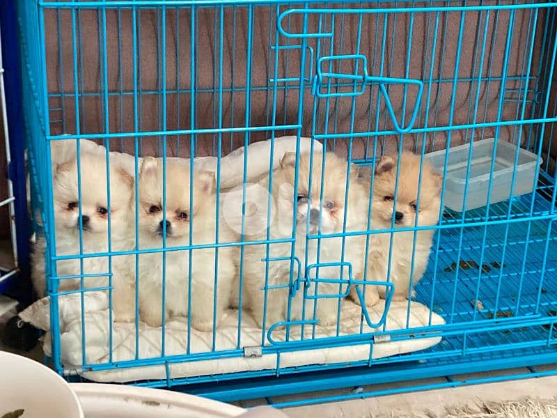 Pomeranian toy face teacup vaccines 70993656 2