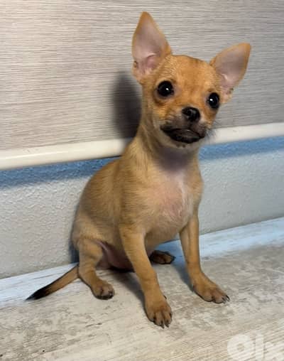 chihuahua