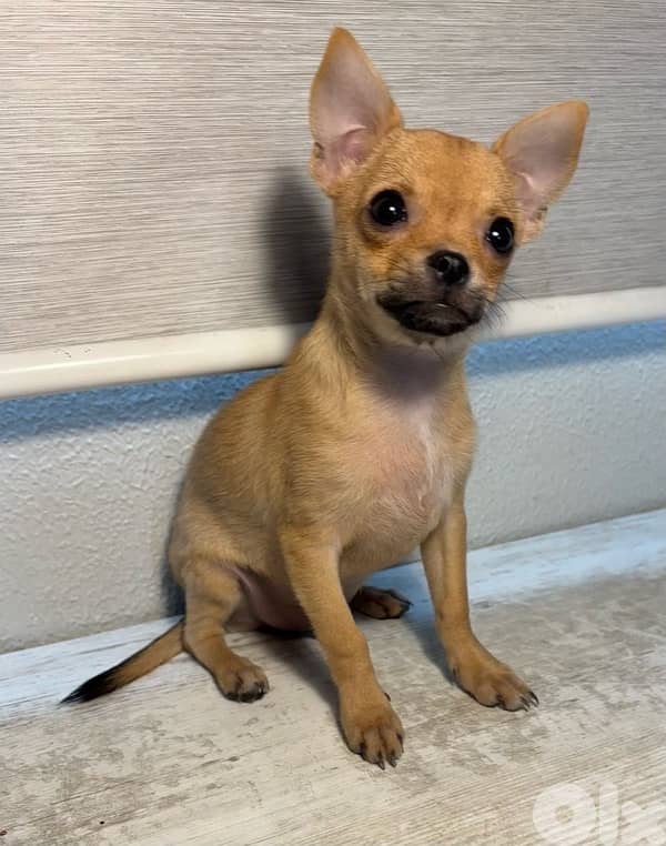 chihuahua 0