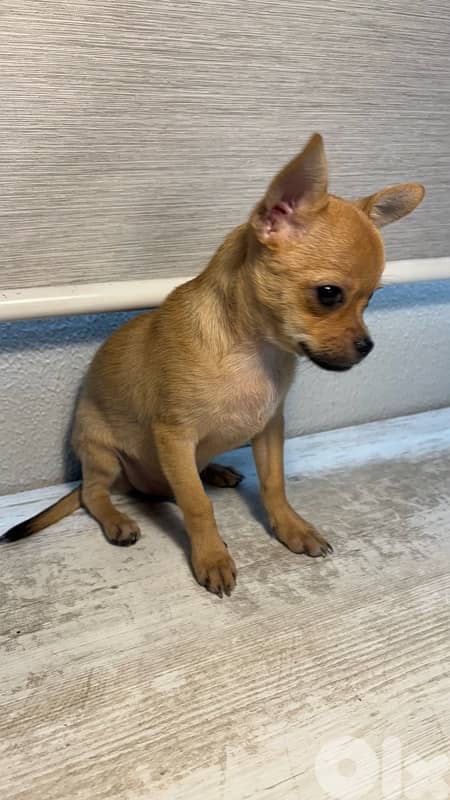 chihuahua 2