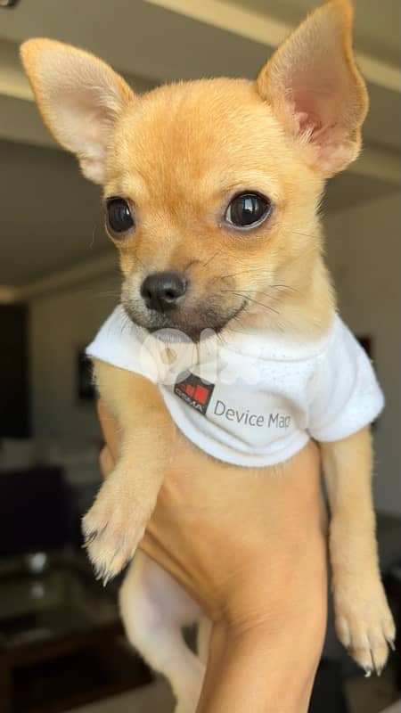 chihuahua 4