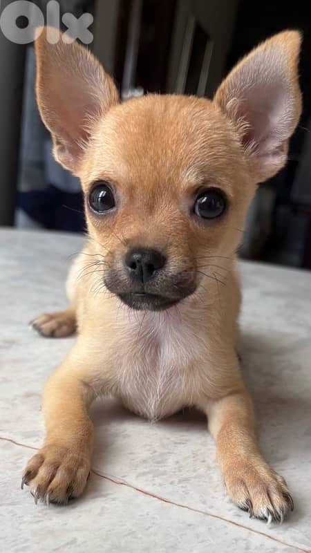chihuahua 7