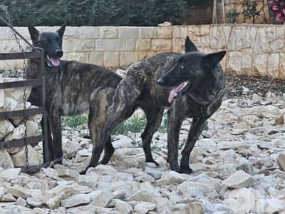 malinoi dutch