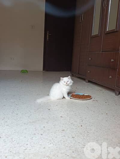 cat for sale