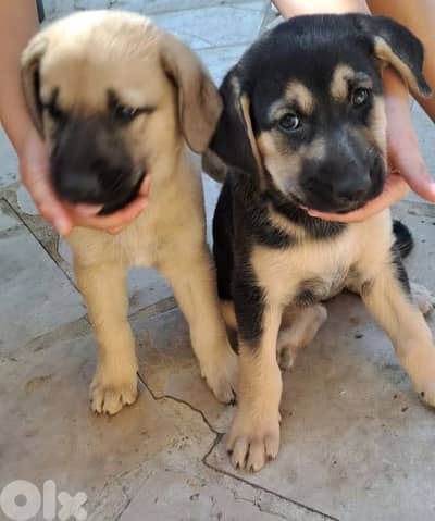 Mix puppies