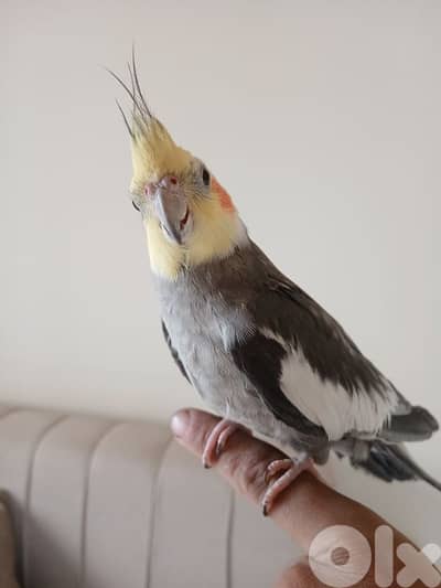 ذكر كروان