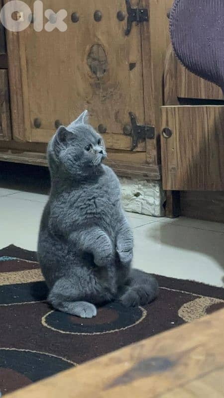 ذكر بريتش 0