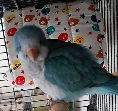 Monk parrot ببغاء كويكر