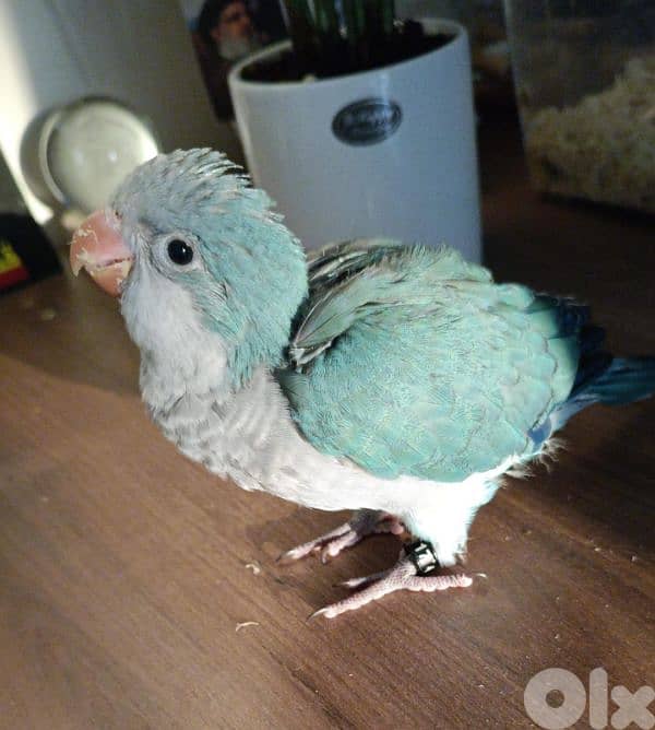 Monk parrot ببغاء كويكر 3