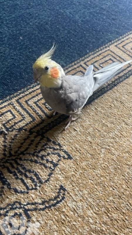 cockatiel كروان 0