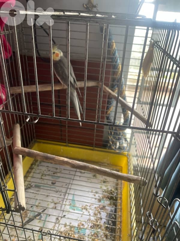 cockatiel كروان 1