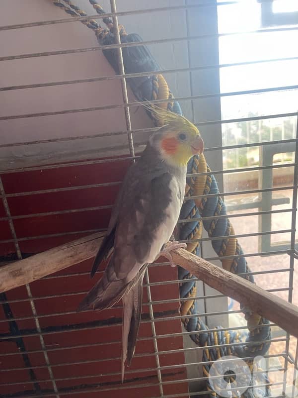cockatiel كروان 2