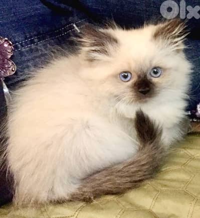 Adorable Himalayan kitten blue eyes available in store & delivery قطط