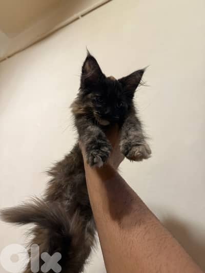 maine coon kitten