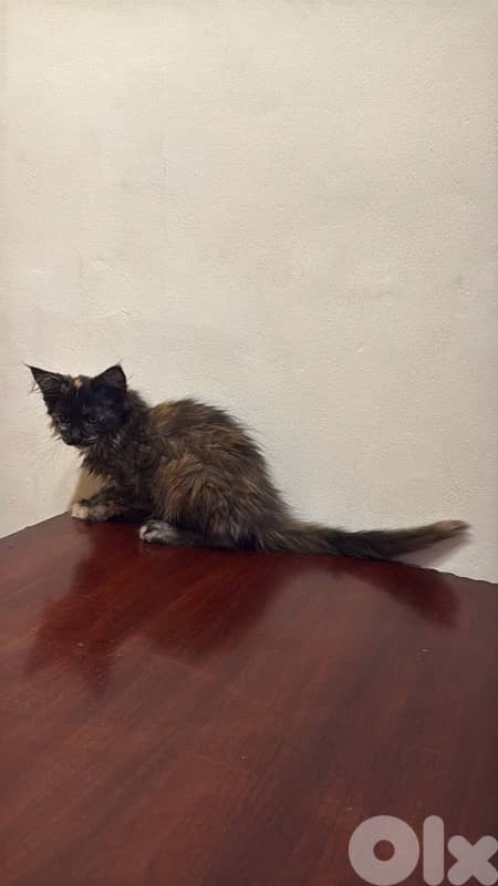 maine coon kitten 1