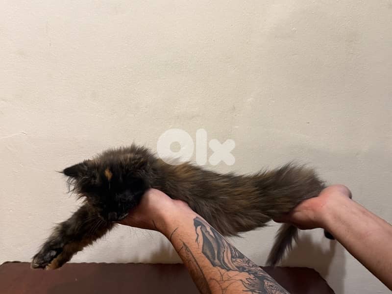 maine coon kitten 2