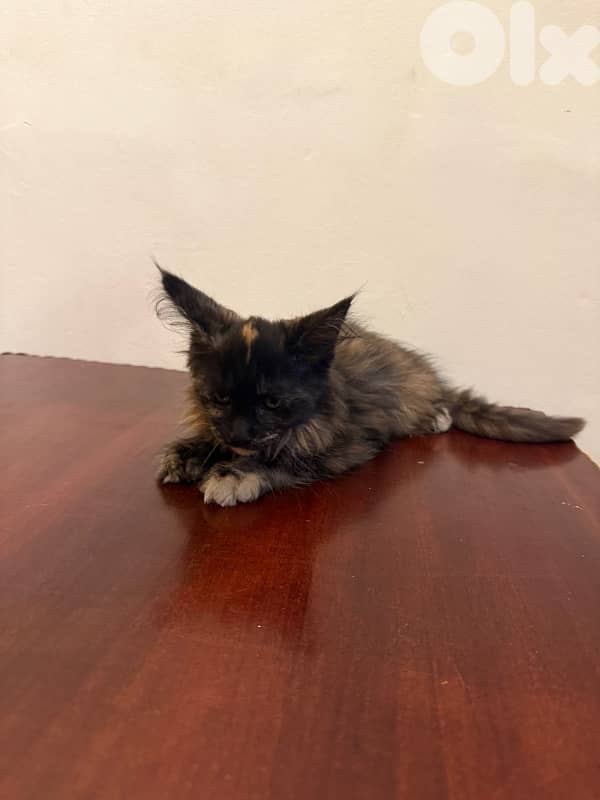 maine coon kitten 3