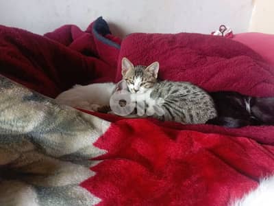 kittens for adoption