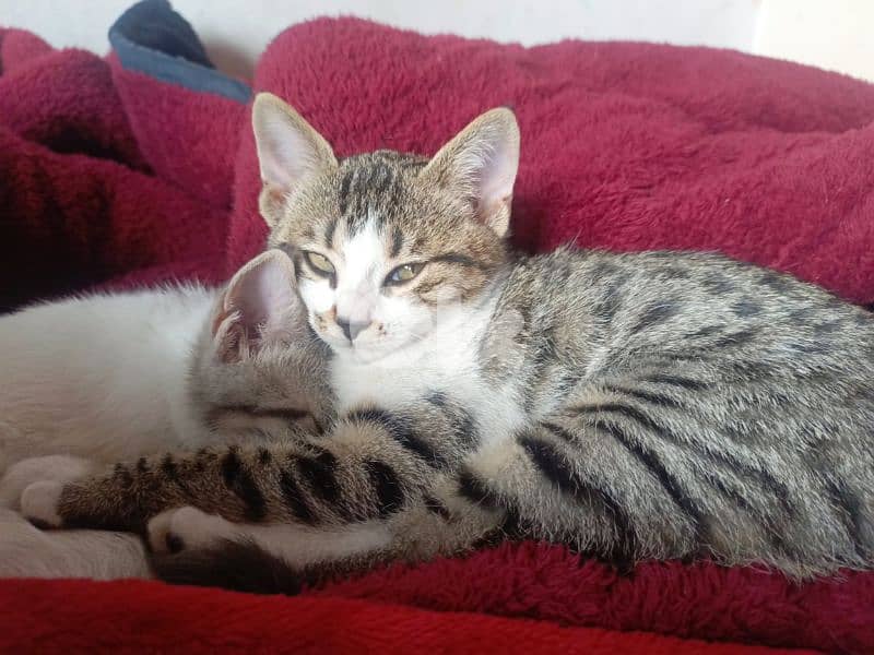 kittens for adoption 1