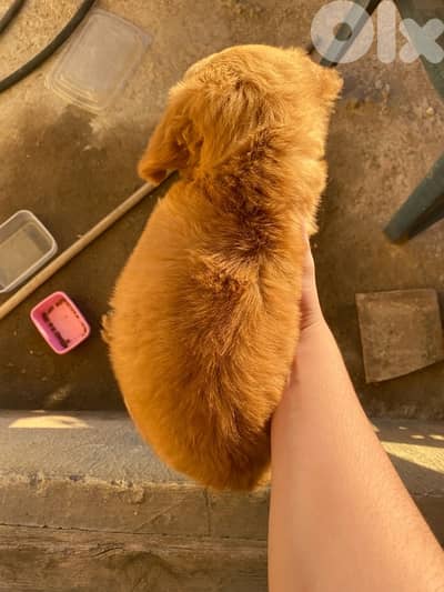 golden retriever
