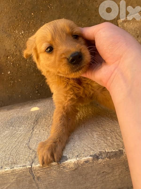 golden retriever 1