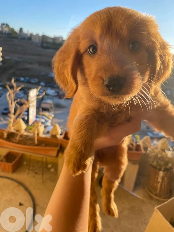 golden retriever 2