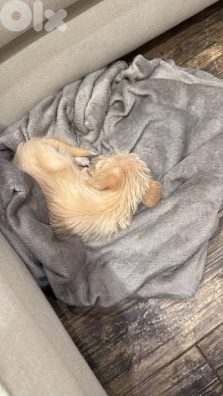 Puppy For Adoption Mini Bichon 1