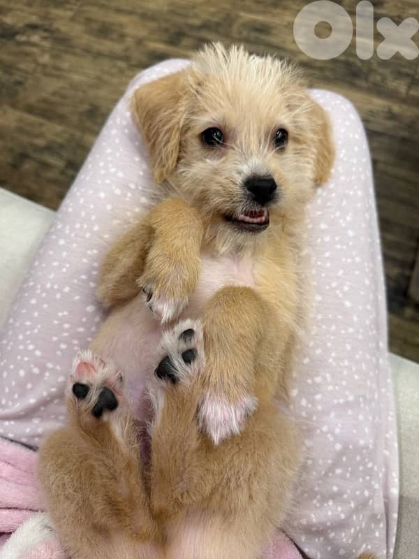 Puppy Mini Bichon 2
